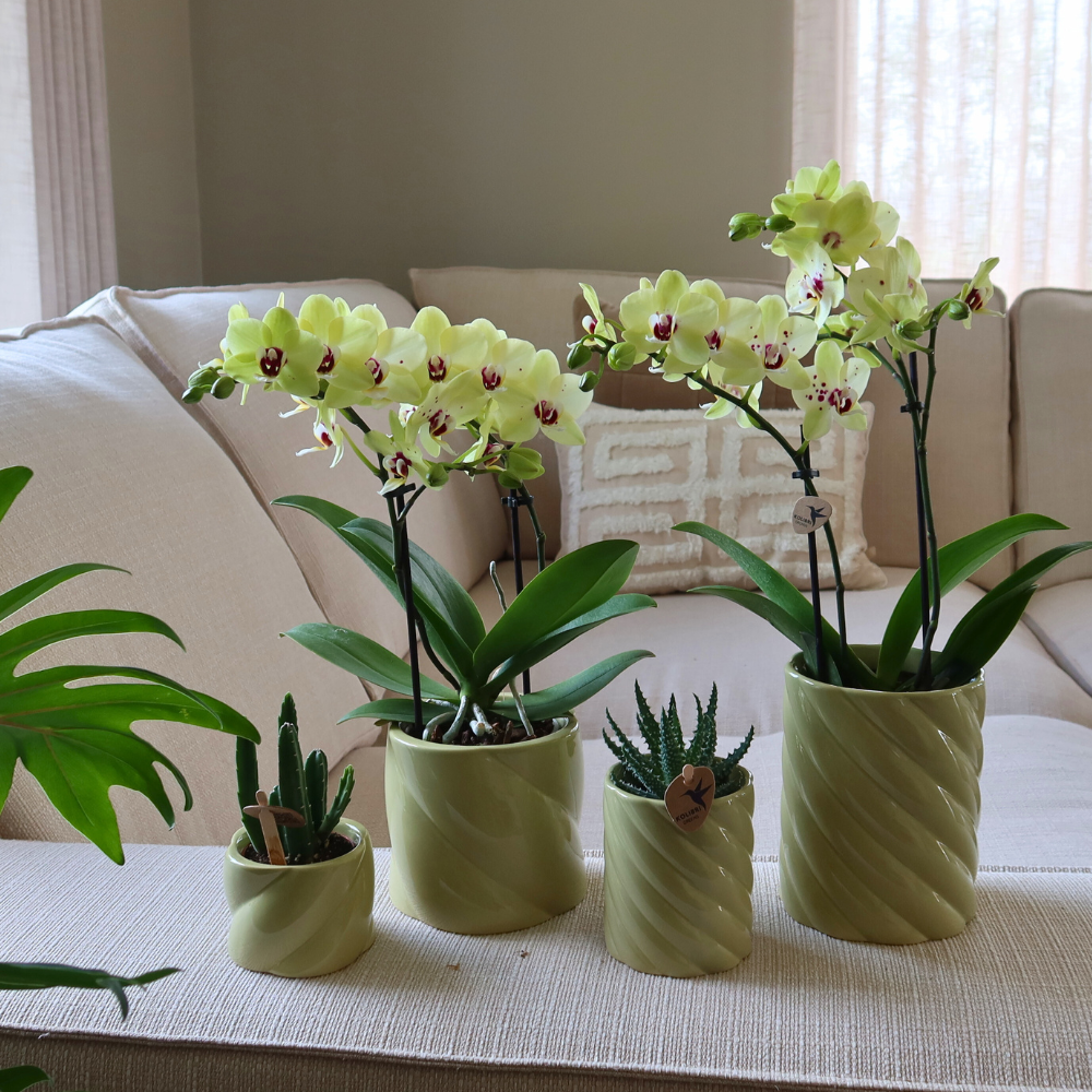 Übertopf „Candy“ - Grün - Ø6cm