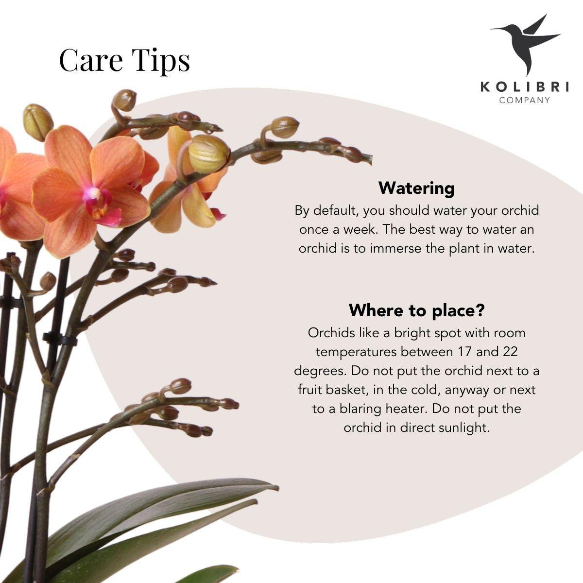 Orangefarbene Phalaenopsis-Orchidee - Mineral Bolzano + Safari-Topf - Topfgröße Ø9cm | blühende Zimmerpflanze – frisch vom Züchter