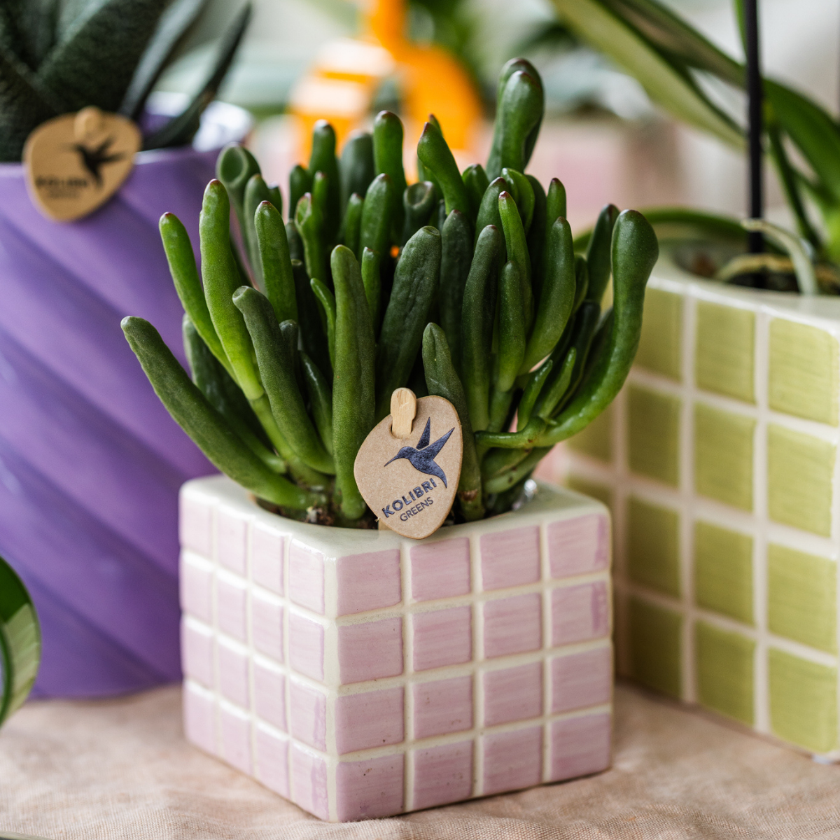 Übertopf „Mosa“ - Rosa - Ø6cm