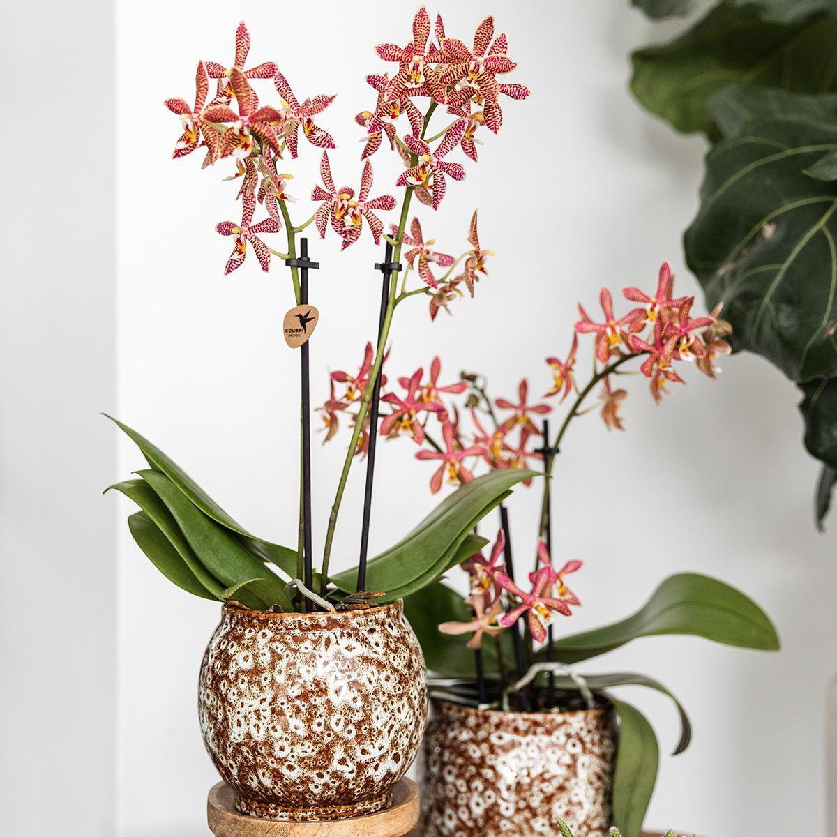 Übertopf Safari - 12 - Ø12cm