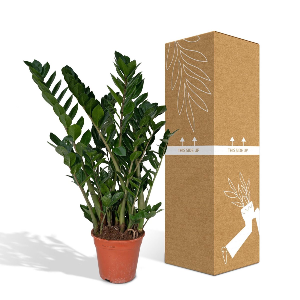 Zamioculcas Zamiifolia - Smaragdpalme - Ø21cm - ↕80cm