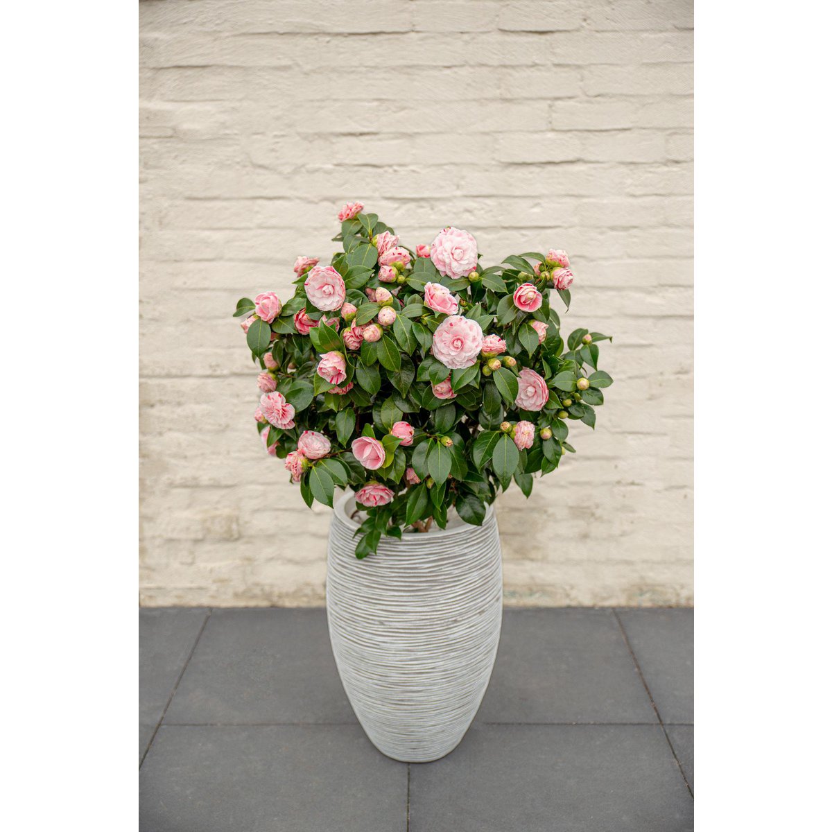 Camellia japonica ‘Bonomiana’ – Ø19 cm Topf – Höhe ca. 65 cm