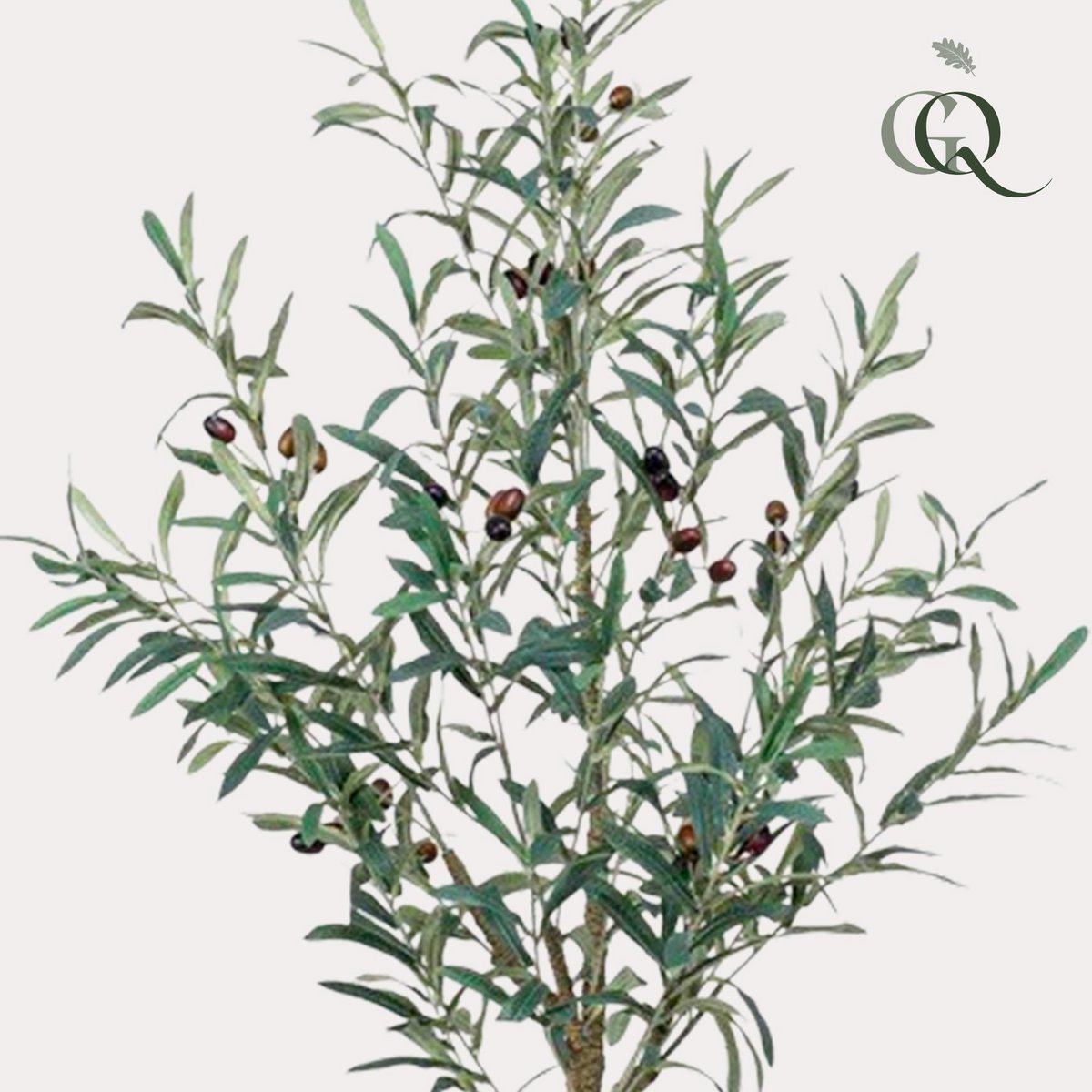 Art Olivenbaum - Olea Europaea - Olivenbaum - 115 cm