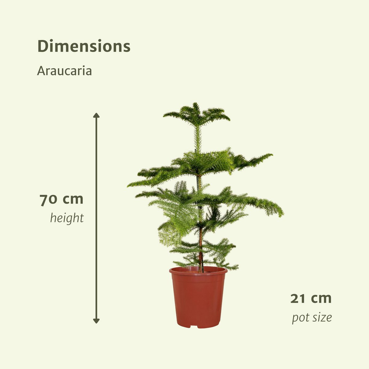 Araucaria -Zimmertanne Höhe 70cm Topfgröße 21cm