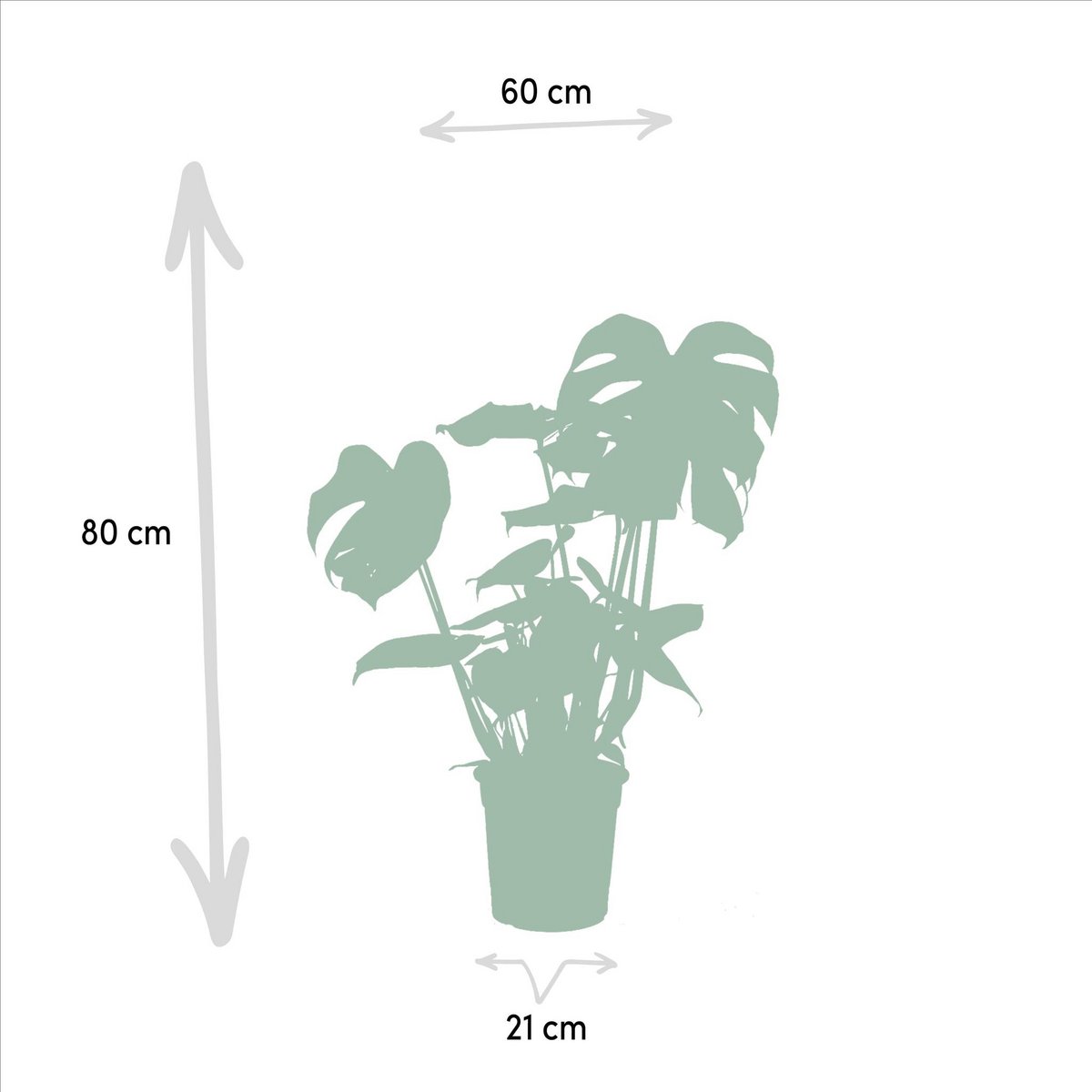 Monstera delyiciosa - ↨75cm - Ø21cm + Alcasia Zebrina - ↨75cm - Ø19cm + Strelitzia Nicolai - ↨85cm - Ø19cm