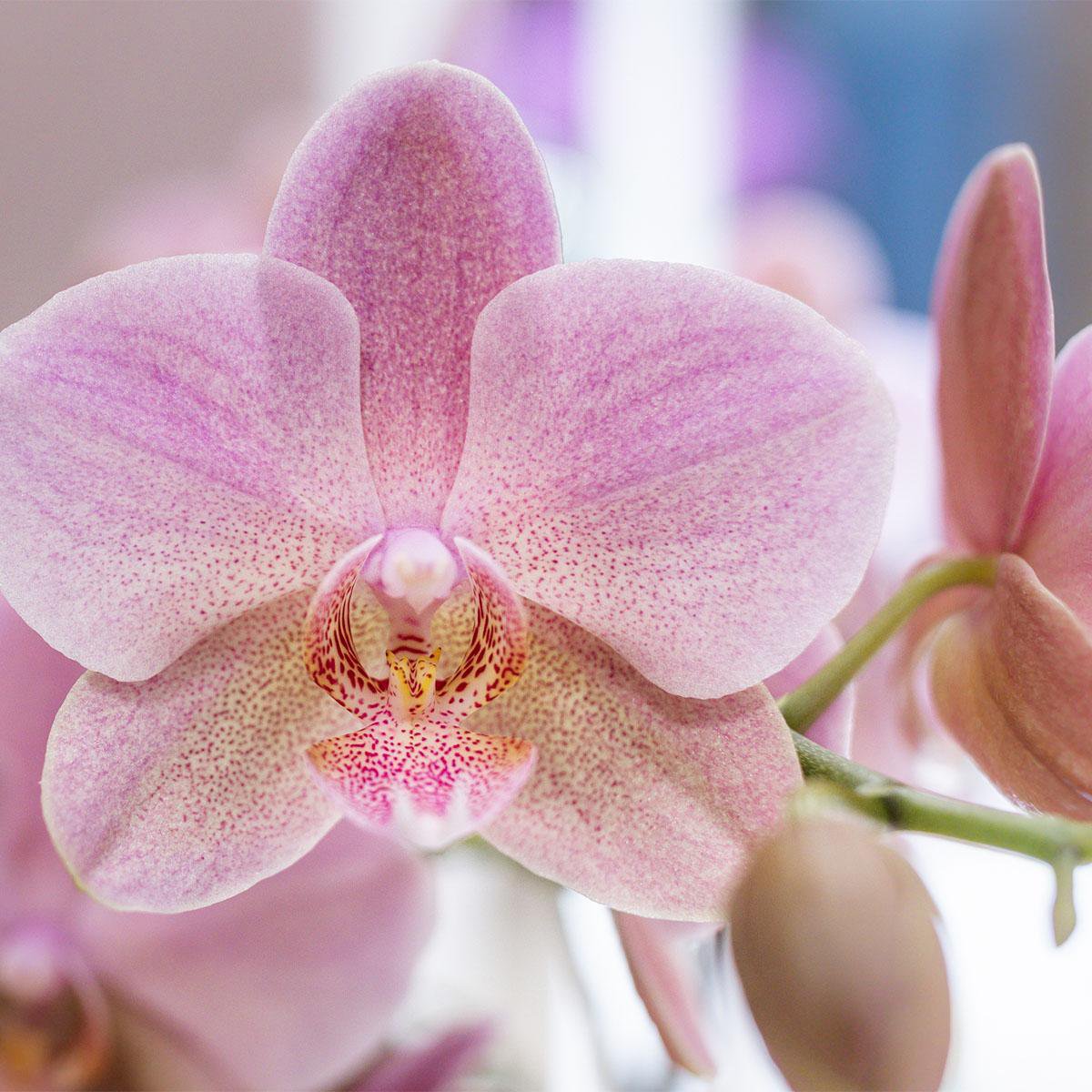 Deal Orchideen – Überraschungsbox-Mix – Pflanzen-Rabattbox – Überraschungsbox mit 4 verschiedenen Orchideen 12 cm – frisch vom Züchter