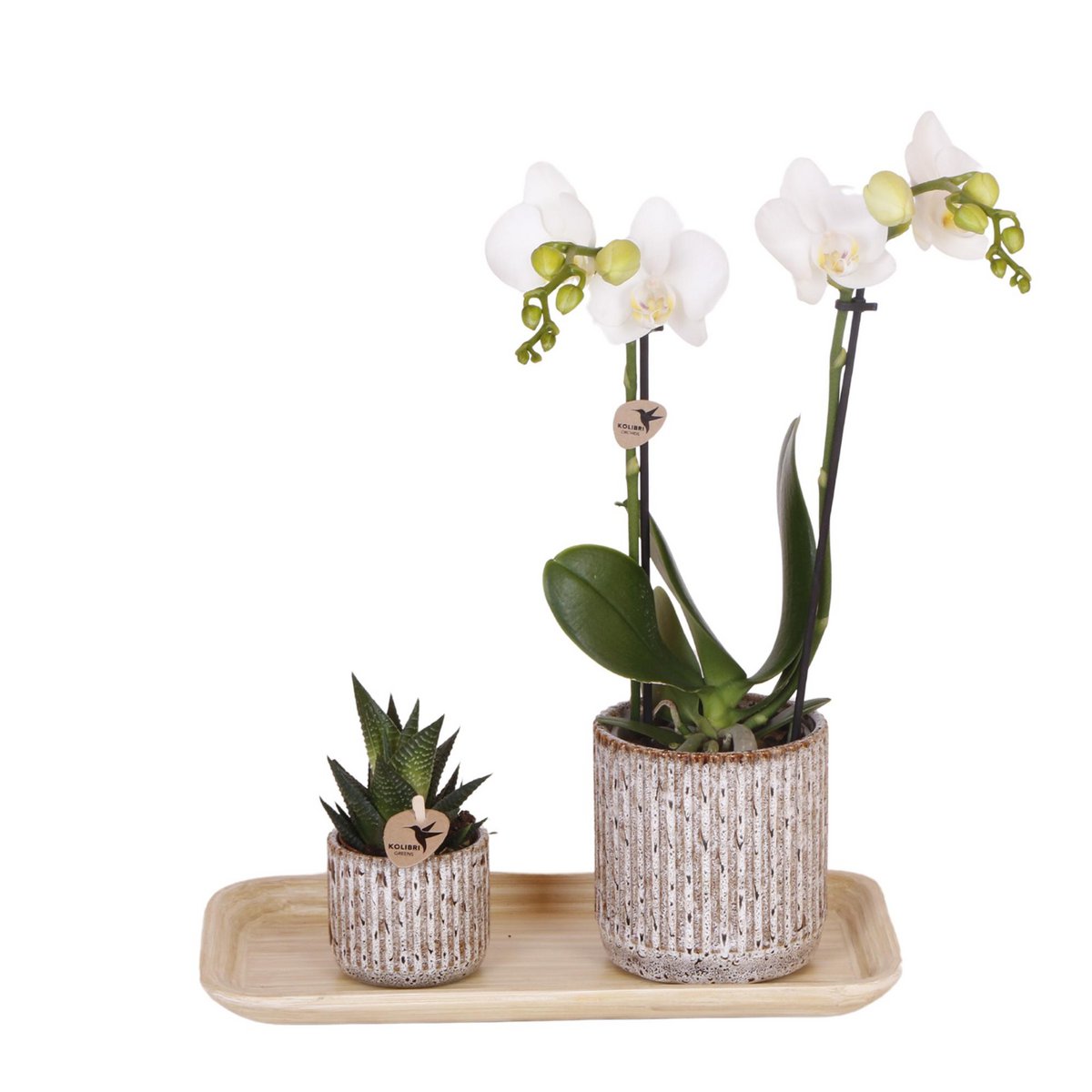 Geschenkset Untamed Nature klein | Grüne Pflanze mit weißer Phalaenopsis-Orchidee Amabilis in Jaguar-Ziertöpfen auf Bambusblatt