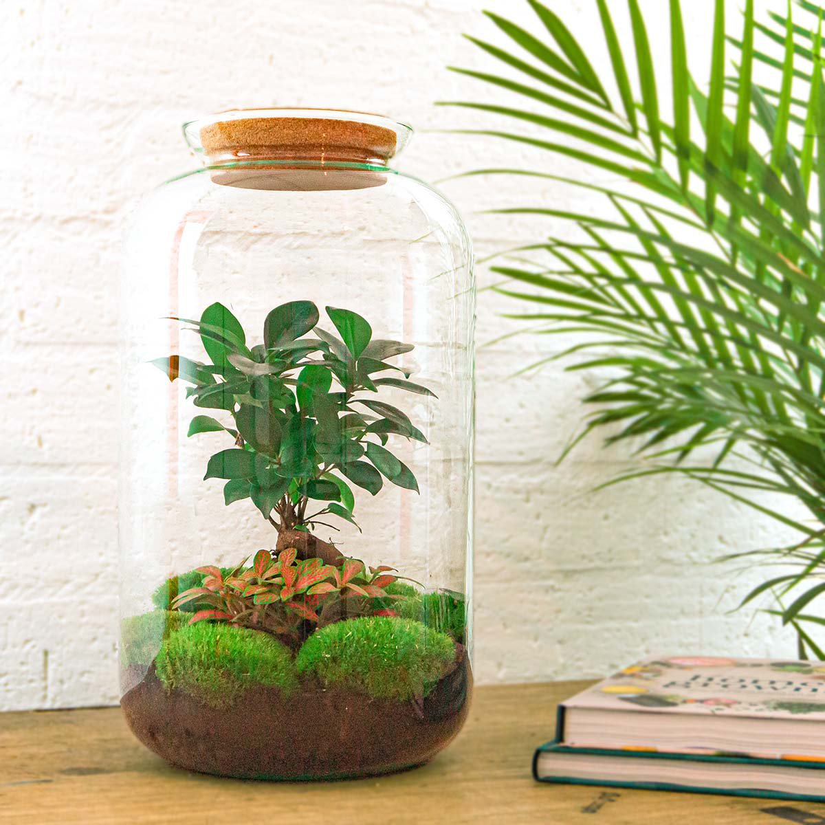 Terrarium-Bausatz – Sven Ginseng Bonsai – Flaschengarten – ↑ 43 cm