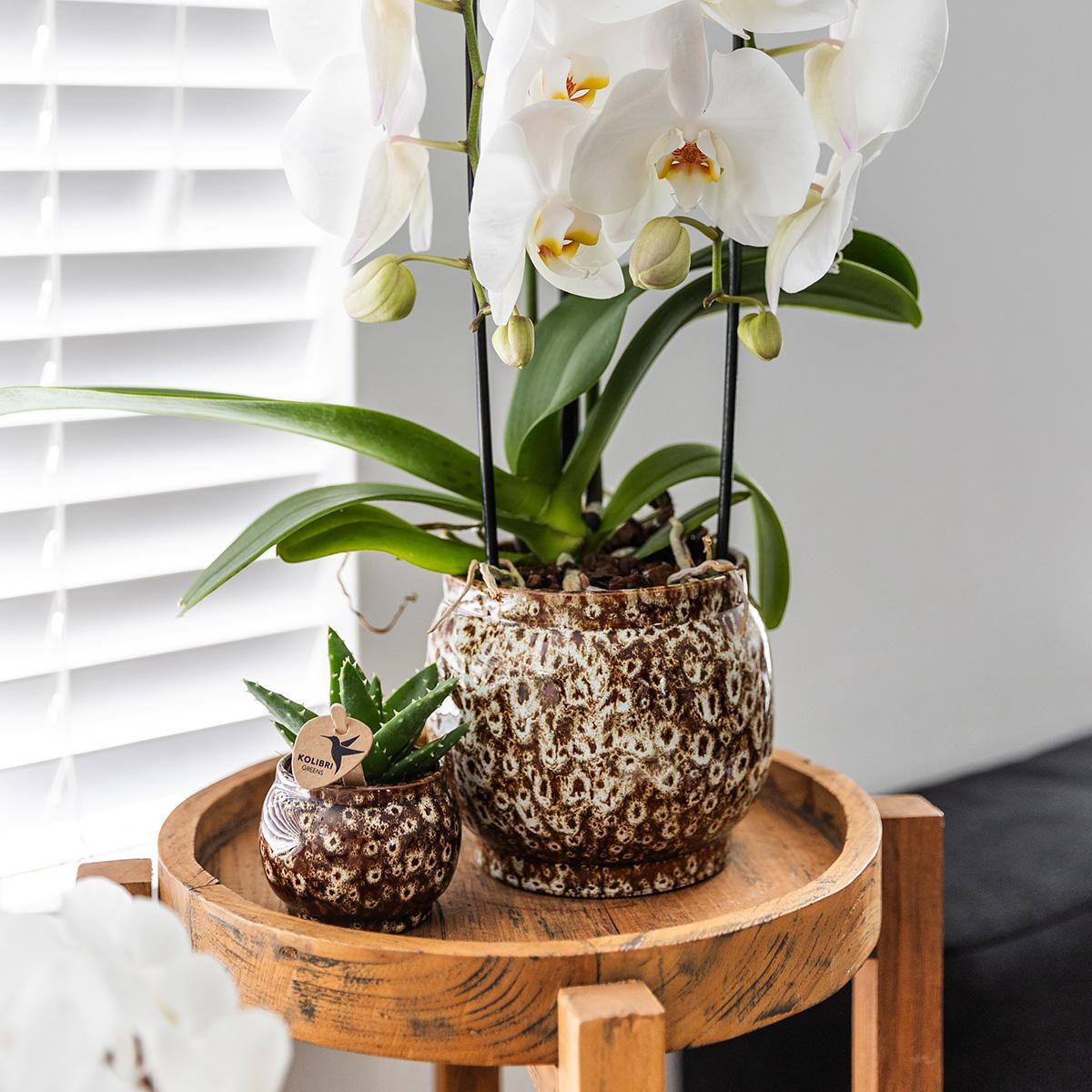 Übertopf Safari - 12 - Ø12cm