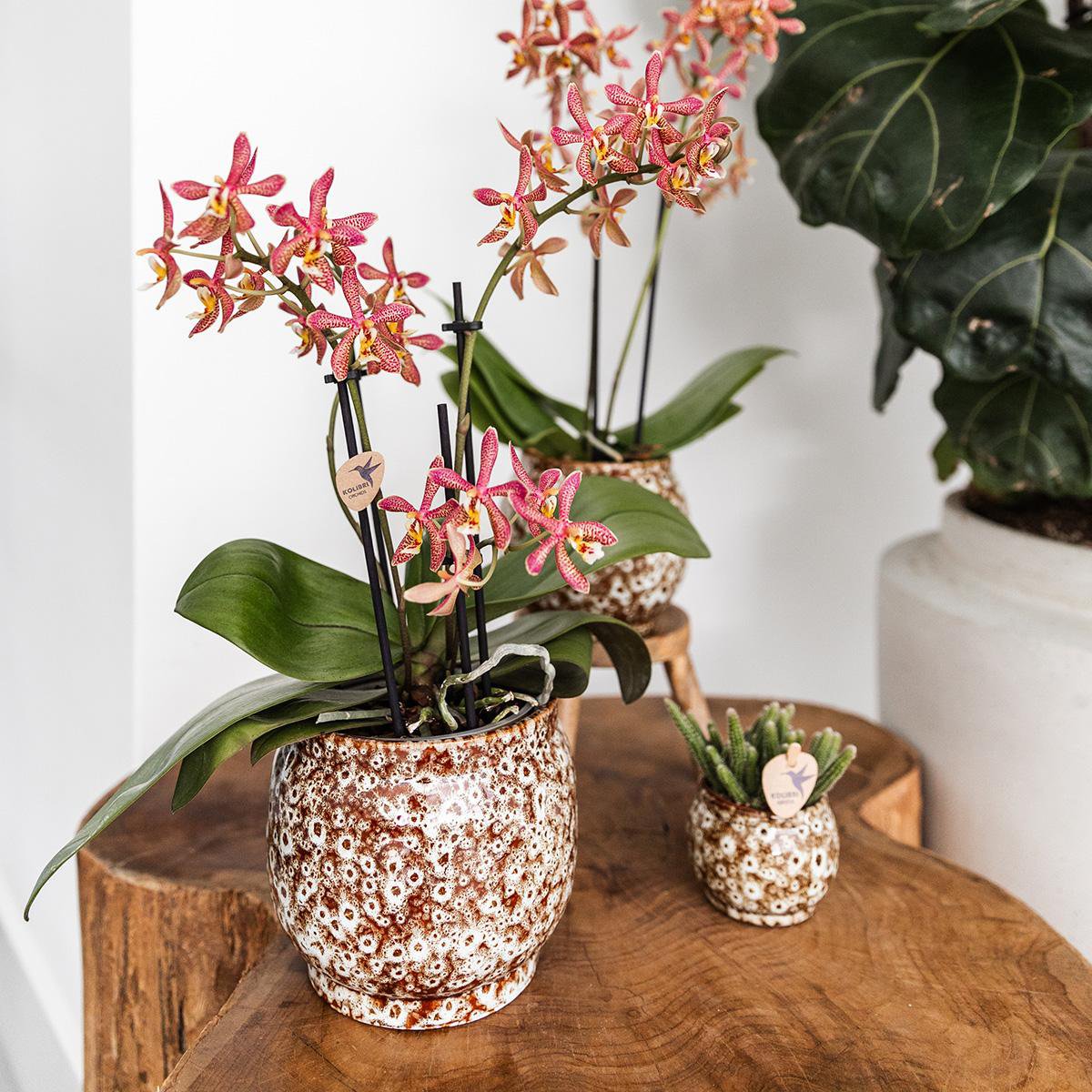 Übertopf Safari - 12 - Ø12cm