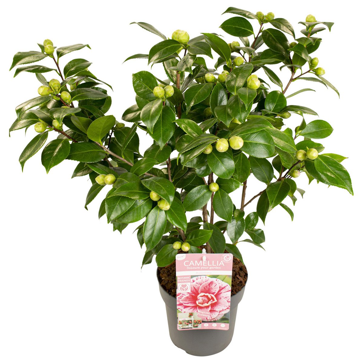 Camellia japonica ‘Bonomiana’ – Ø19 cm Topf – Höhe ca. 65 cm