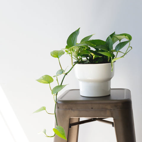 Pflanzenhocker Beistelltische