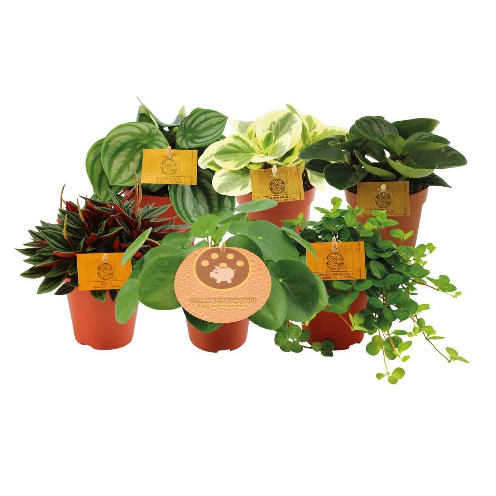 Peperomia-Größen – 6 Stück – Ø12 cm – ↕20 cm