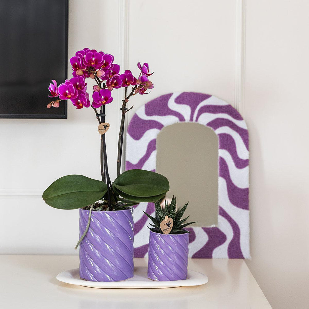 
                      
                        Geschenkset Optimismus klein flieder | Grün Pflanze mit orangefarbener Phalaenopsis-Orchidee in dekorativen Bonbontöpfen auf weißem Bio-Tablett
                      
                    