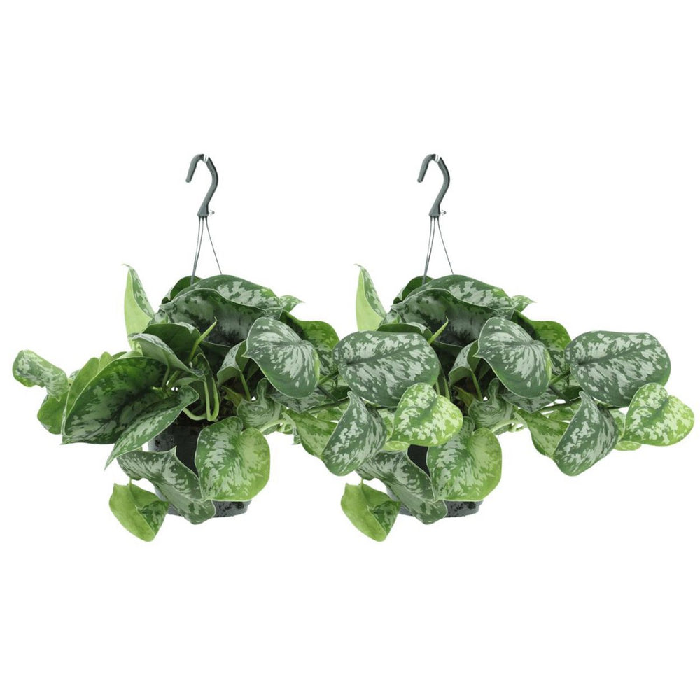 
                      
                        Scindapsus Pictus Trebie - Epipremnum - 2 Stück - ø15cm - ↕25cm
                      
                    