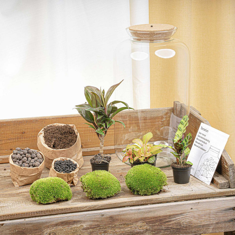 
                      
                        Terrarium-Bausatz – Sven Palm – Flaschengarten – ↑ 43 cm
                      
                    