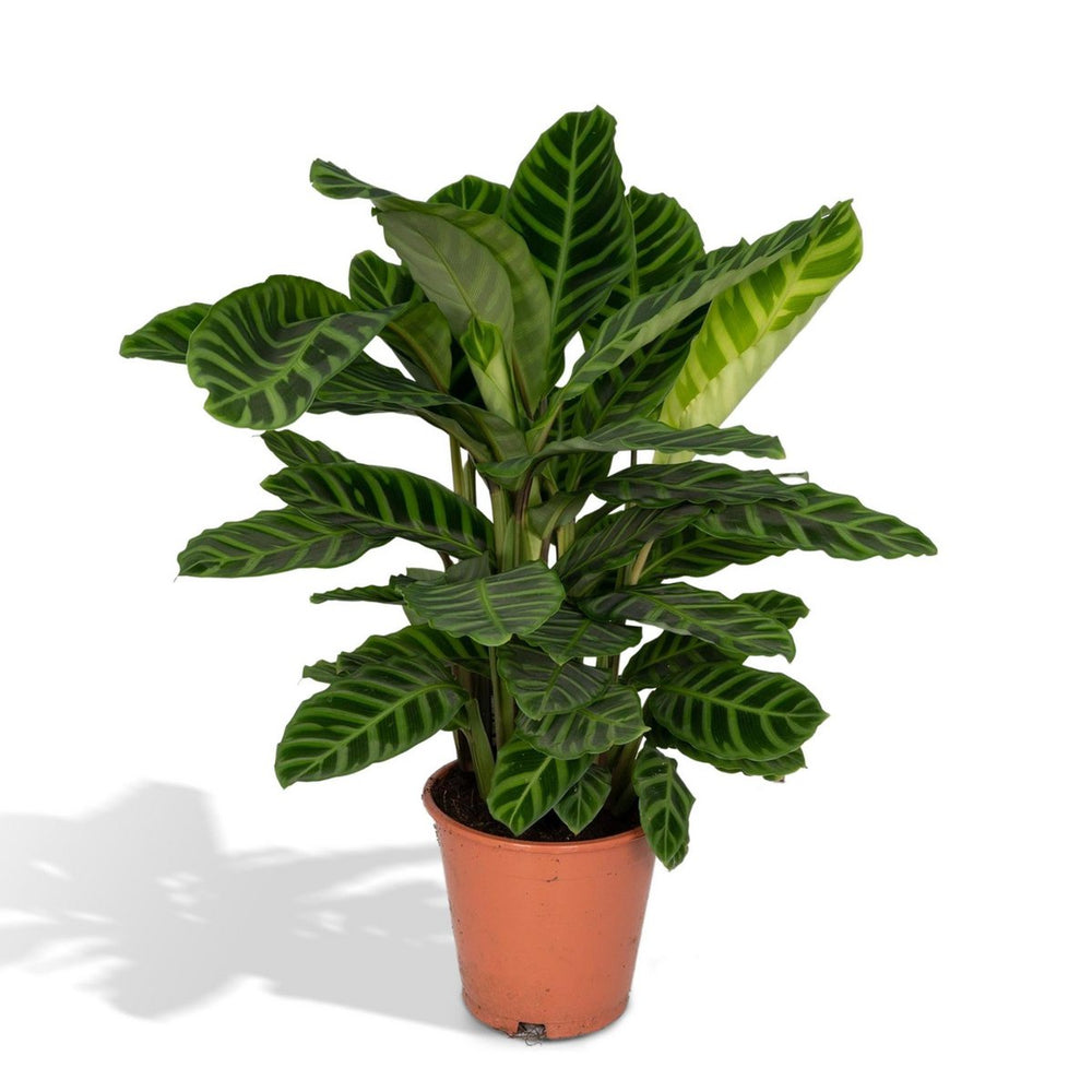 
                      
                        Calathea Zebrina - Ø19cm - ↕80cm
                      
                    