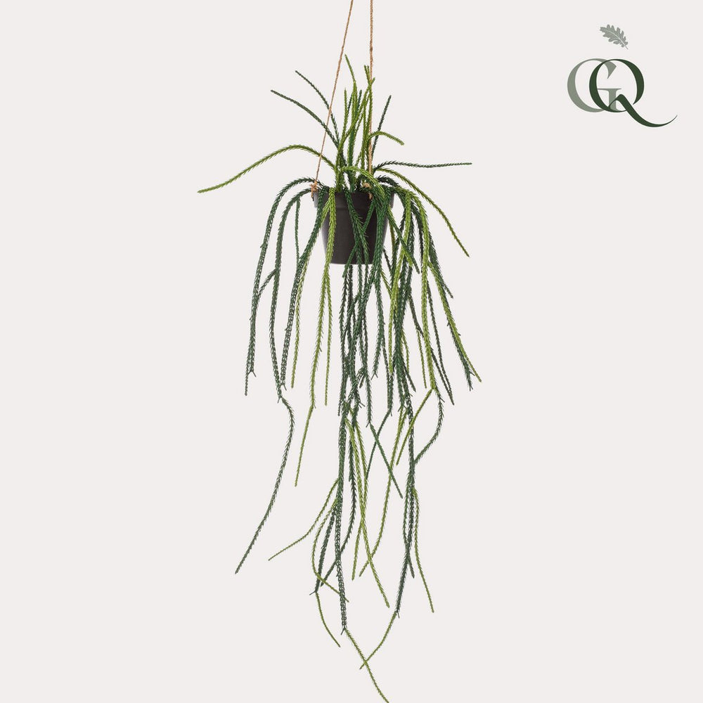 
                      
                        Künstliche Pflanze - Rhypsalis - Korallenkaktus - 85 cm
                      
                    
