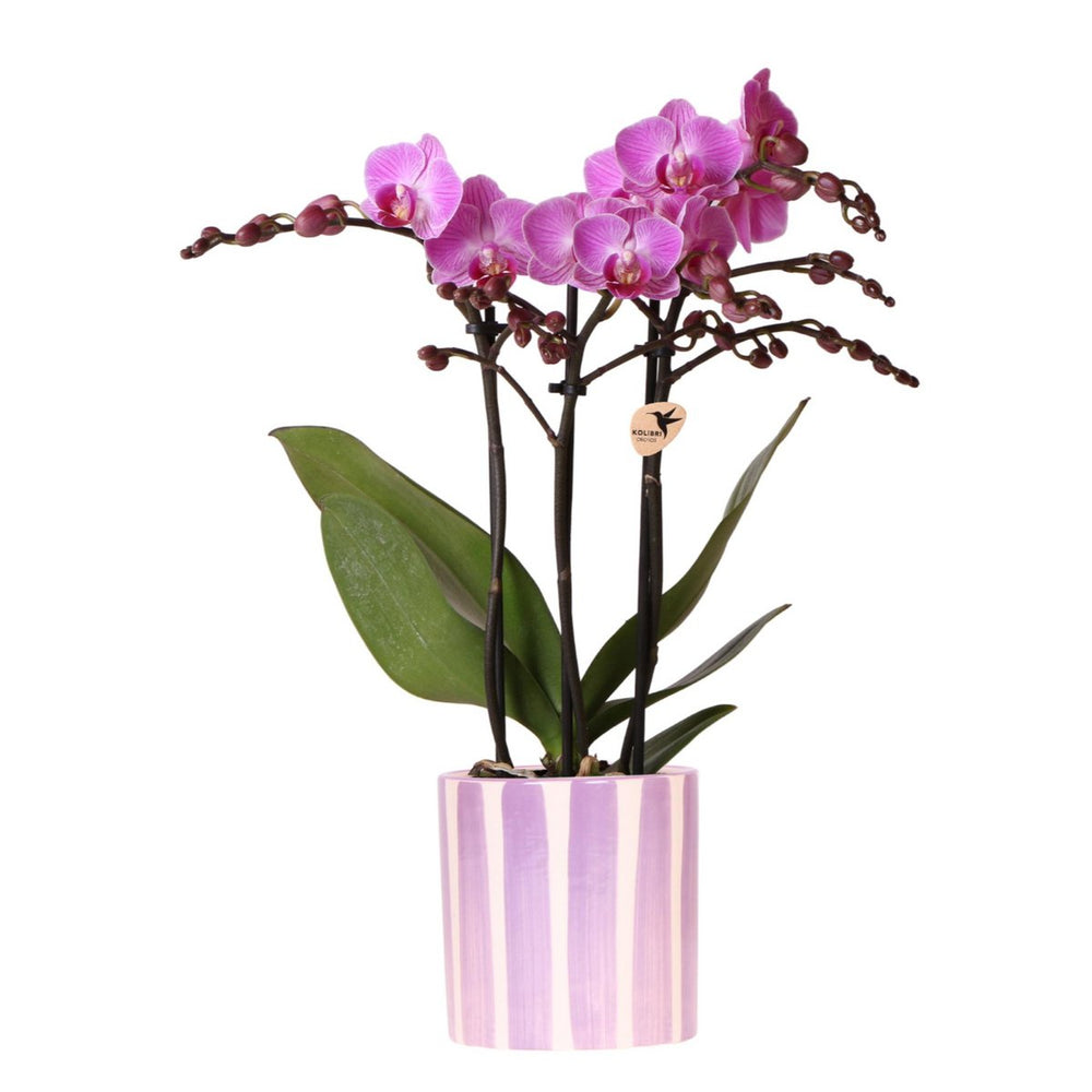 
                      
                        Lila Phalaenopsis Orchidee Vienna + Painted Stripe Topf Flieder - Topfgröße Ø9cm | blühende Zimmerpflanze – frisch vom Züchter
                      
                    