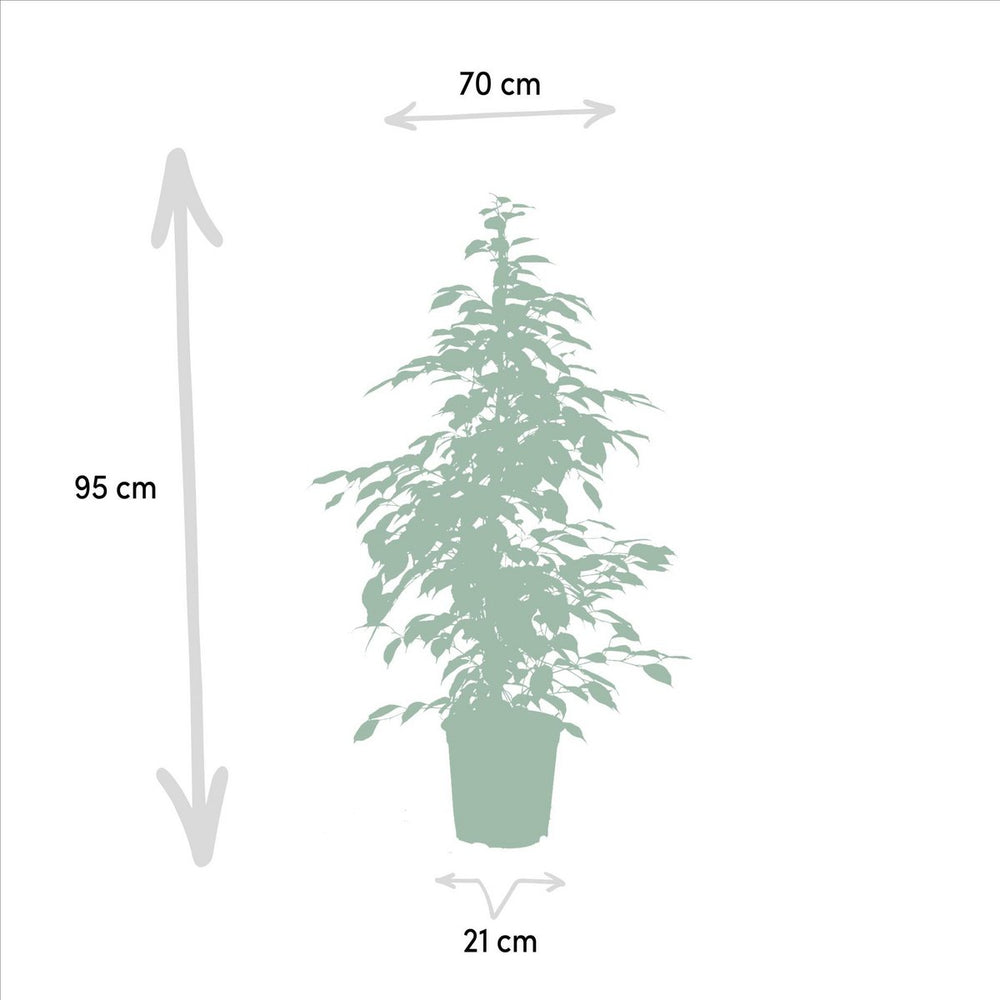 
                      
                        Ficus benjamina Goldenking - Ø21cm - ↕95cm
                      
                    