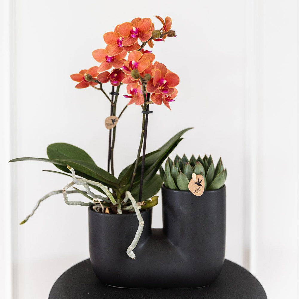 
                      
                        Set aus orangefarbener Orchidee Bolzano und Sukkulente im Röhren-Ziertopf schwarz - Topfgröße Ø9cm | blühende Zimmerpflanze – frisch vom Züchter
                      
                    