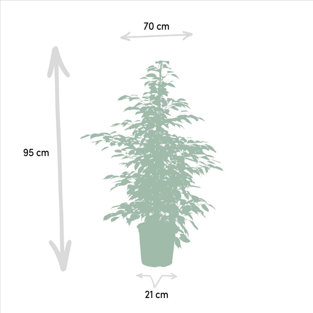 
                      
                        Ficus benjamina Twilight - Ø21cm - ↕95cm
                      
                    