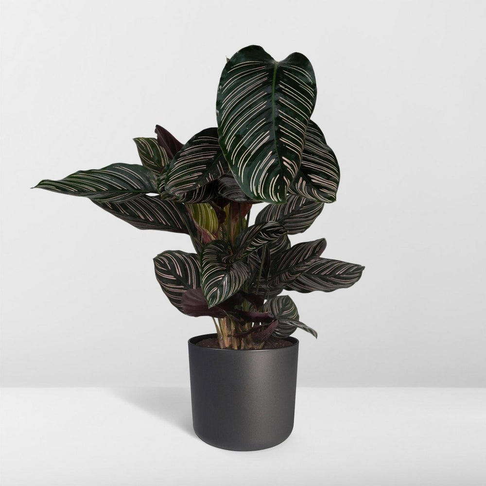 
                      
                        Calathea Ornata - Ø19cm - ↕75cm
                      
                    