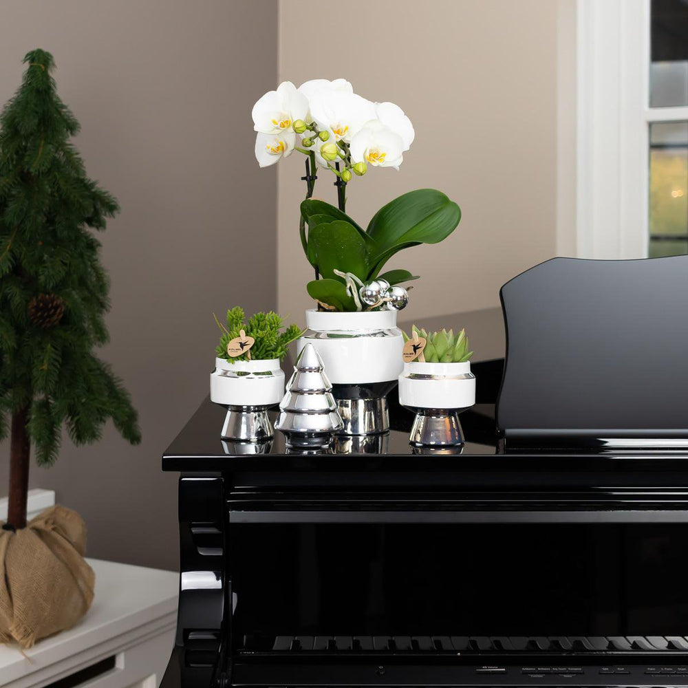 
                      
                        Le Chic Blumentopf – Weißer dekorativer Keramiktopf mit silbernen Details – Ø9 cm
                      
                    