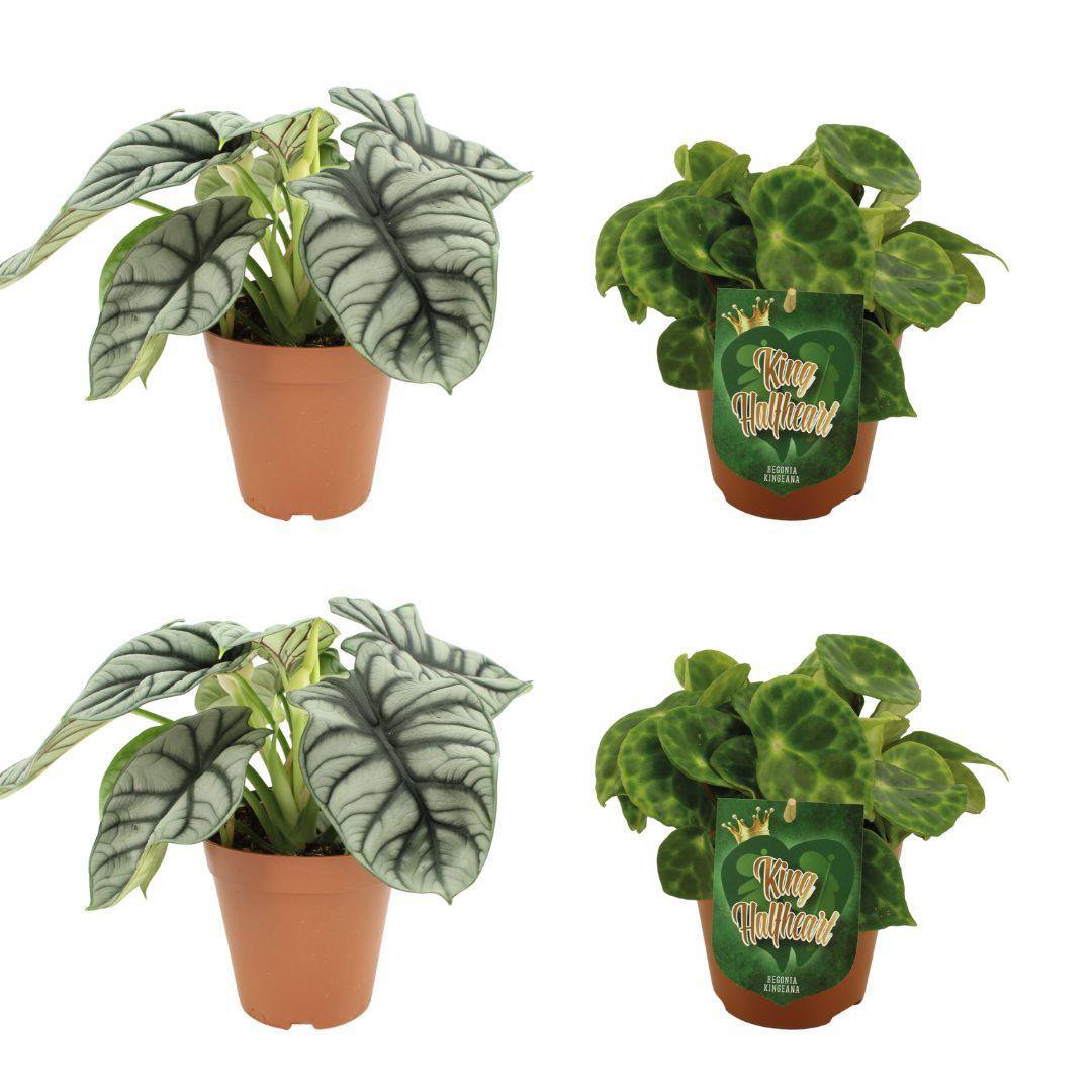 2x Alocasia Silver Dragon + 2x Begonia Kingiana - 4 Stück - Ø12cm - ↕20-45cm