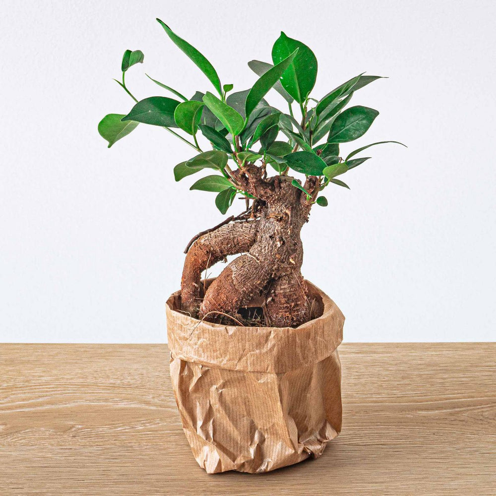 
                      
                        Ficus microcarpa Ginseng Bonsai – ↑20 cm
                      
                    