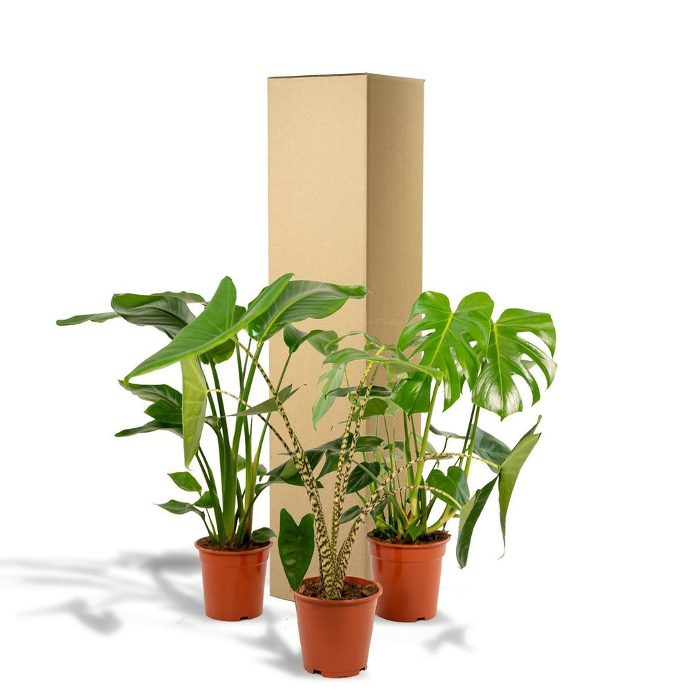 
                      
                        Monstera delyiciosa - ↨75cm - Ø21cm + Alcasia Zebrina - ↨75cm - Ø19cm + Strelitzia Nicolai - ↨85cm - Ø19cm
                      
                    