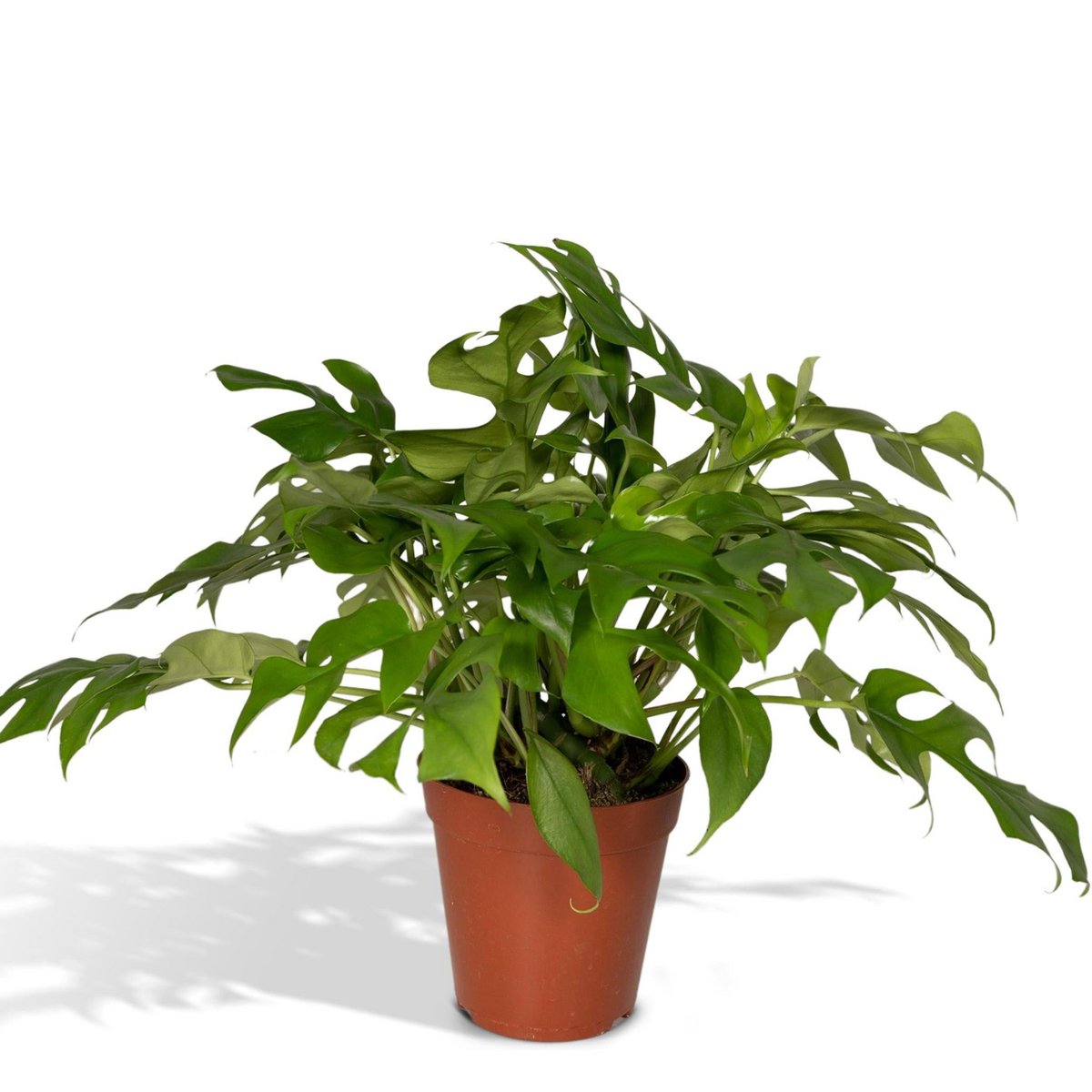 Monstera Minima - Lochpflanze - Ø15cm - ↕25cm