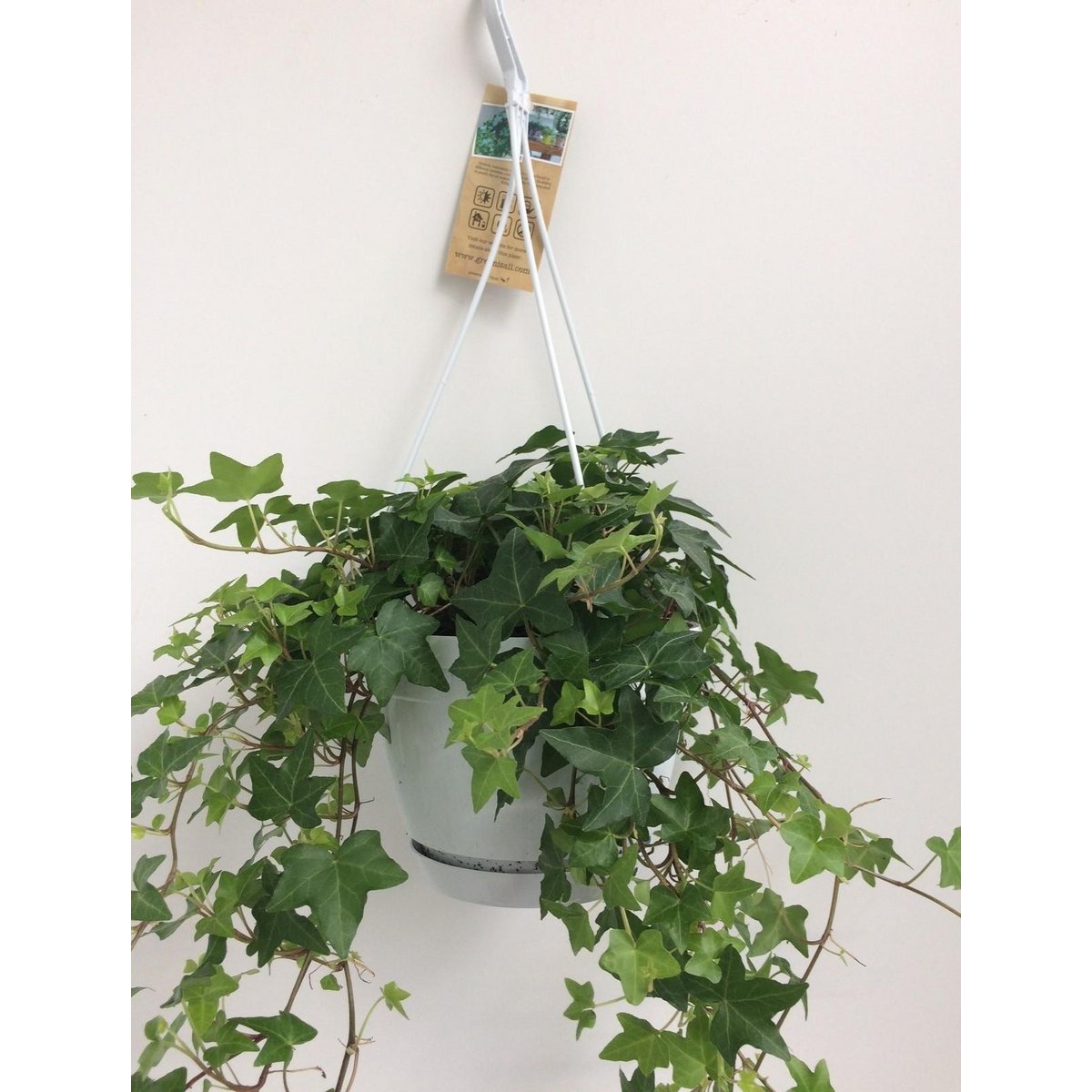 Hedera Helix 'Green' im Haengetopf, weisse Basis, 17 cm