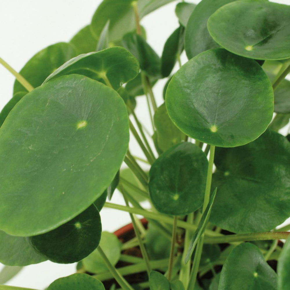 
                      
                        Pilea Peperomioides - Pfannkuchenpflanze, Chinamoneyplant - 2 Stück - ø15cm - ↕25 cm
                      
                    