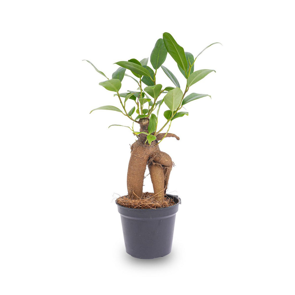 
                      
                        Ficus Ginseng Bonsai - Microcarpa - ↑15 cm - Ø 6 cm
                      
                    