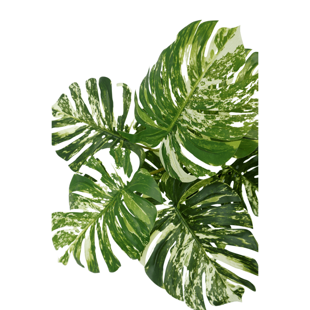 
                      
                        Monstera variegata Kunstpflanze 75cm
                      
                    