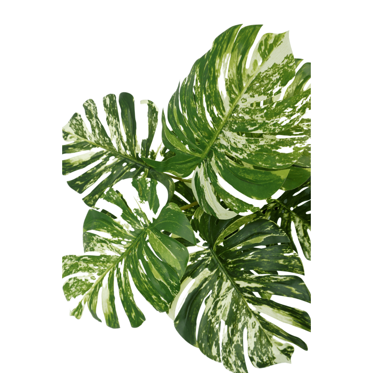 Monstera variegata Kunstpflanze 75cm