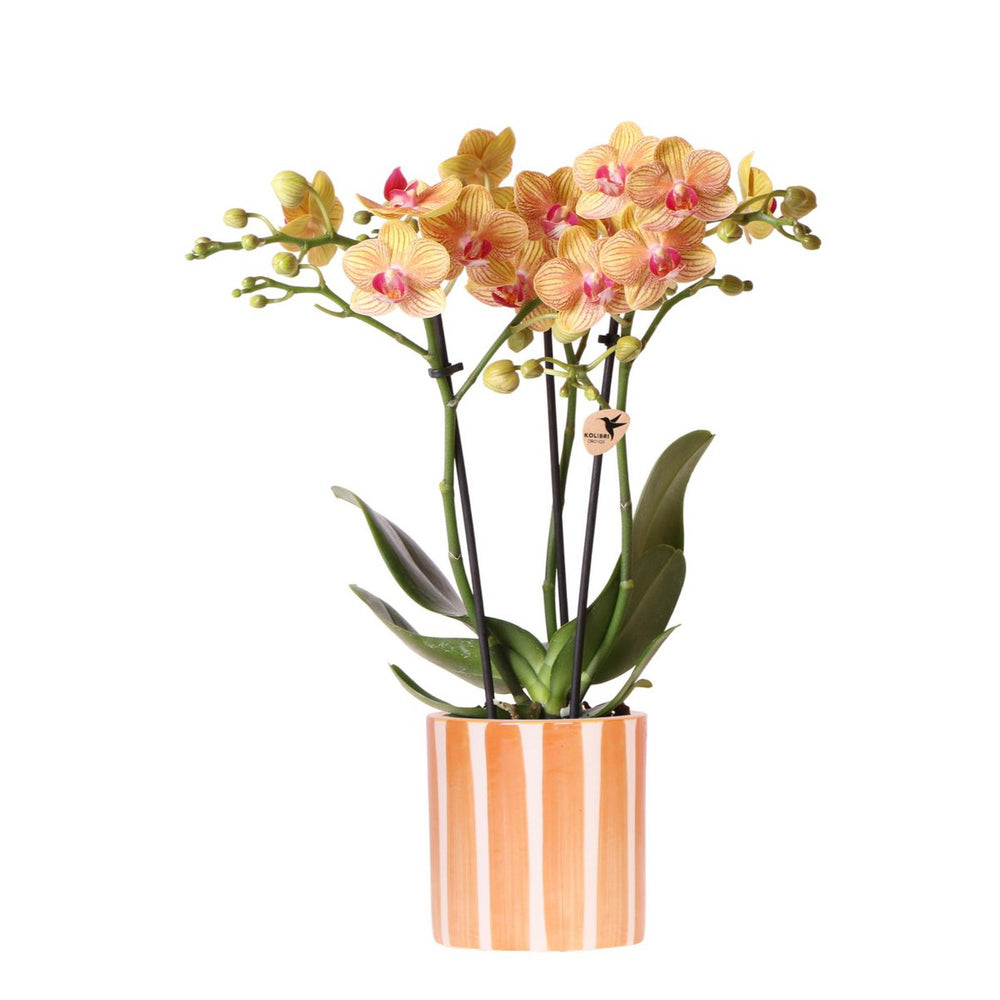 
                      
                        orangefarbene Phalaenopsis-Orchidee - Jamaika + Painted Stripe Topf orange - Topfgröße Ø9cm | blühende Zimmerpflanze – frisch vom Züchter
                      
                    