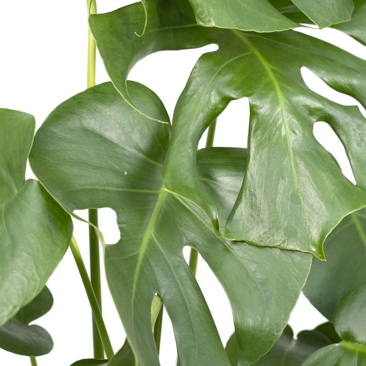 Monstera Deliciosa - Lochpflanze - Ø17cm - ↕55cm