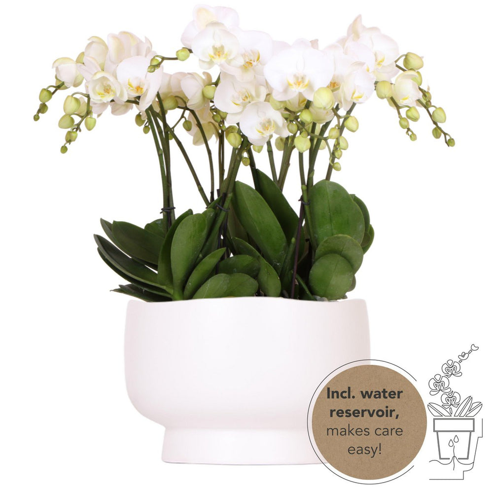 Orchideen | weißes Orchideen-Set in Scandic-Schale inkl. Wasserreservoir | drei weiße Orchideen Gent 12cm | Mono Bouquet weiß mit autarkem Wasserreservoir
