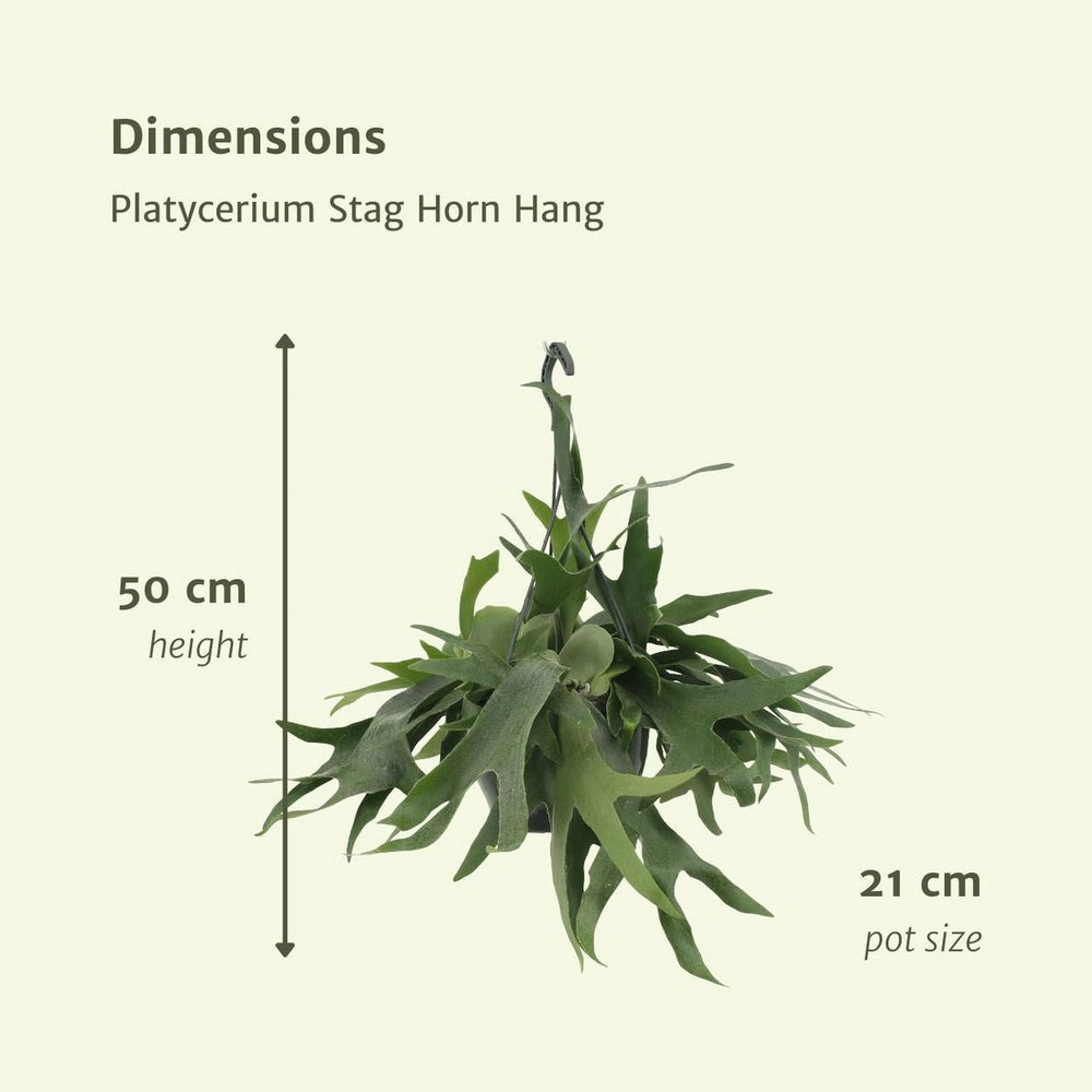 
                      
                        Geweihfarn, Platycerium Staghorn Hang - Hirschhornfarn - Ø21cm - ↕50cm
                      
                    