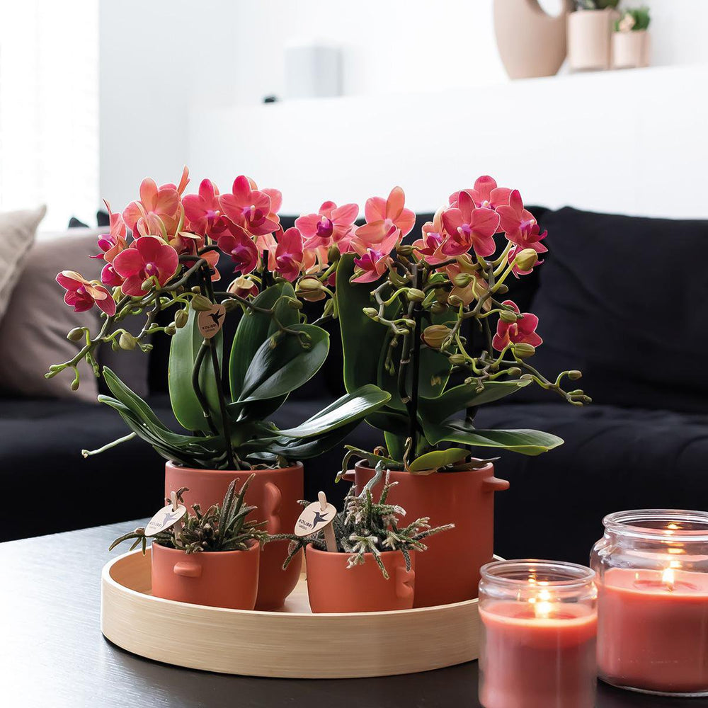 
                      
                        Deal von 2 roten Phalaenopsis -Orchideen - Kongo - Potmate Ø9cm -Firming -Raumpflanze - frisch vom Züchter
                      
                    