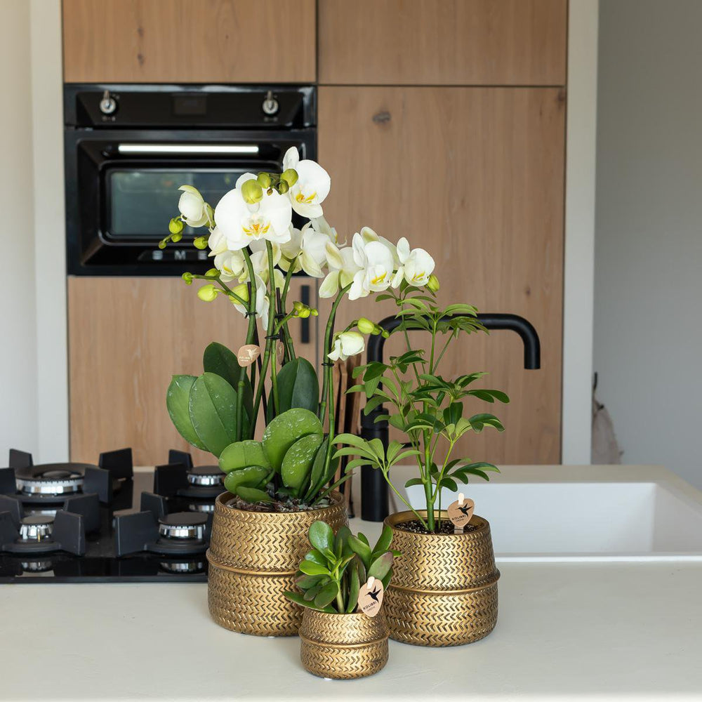 
                      
                        Übertopf „Groove“ -Blumentopf – Goldener dekorativer Keramiktopf – Topfgröße – Ø12 cm
                      
                    