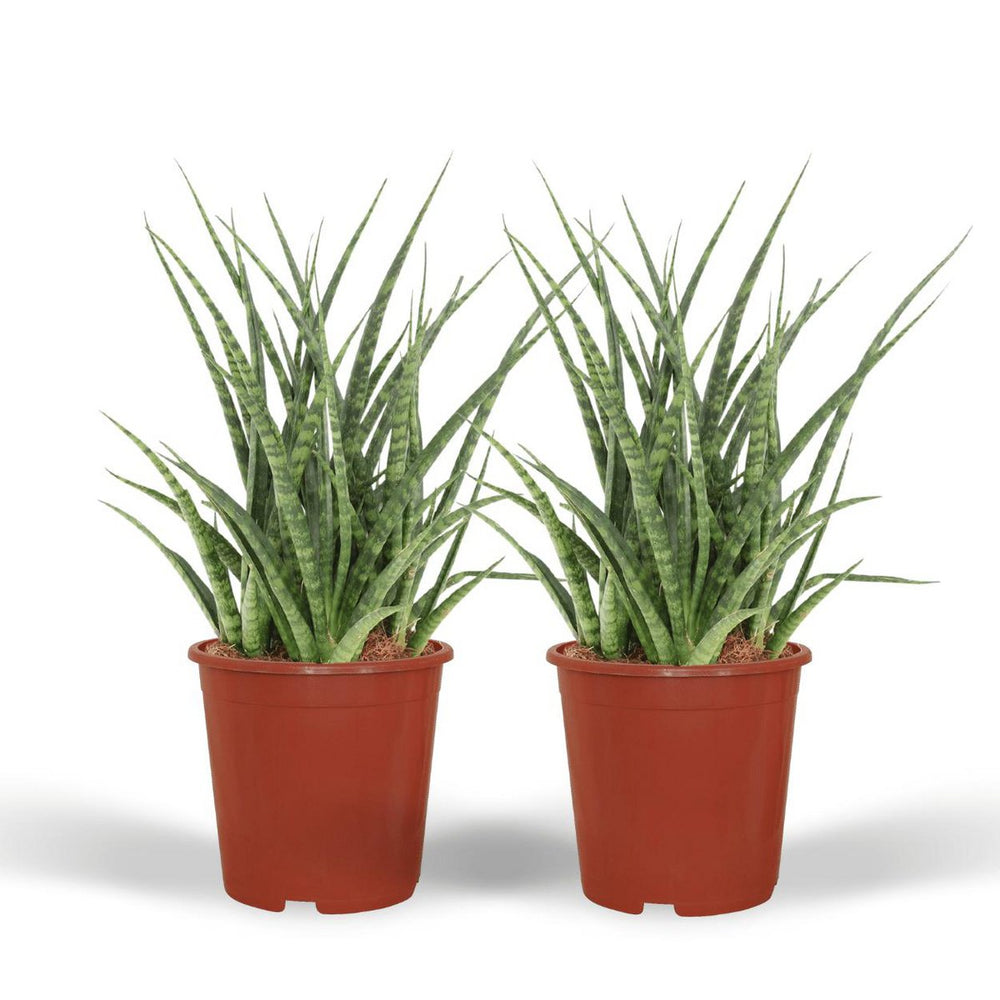 
                      
                        Bogenhanf, Sansevieria Fernwood Punk - Weibliche Zunge - 2 Stück - ø12cm - ↕30cm
                      
                    