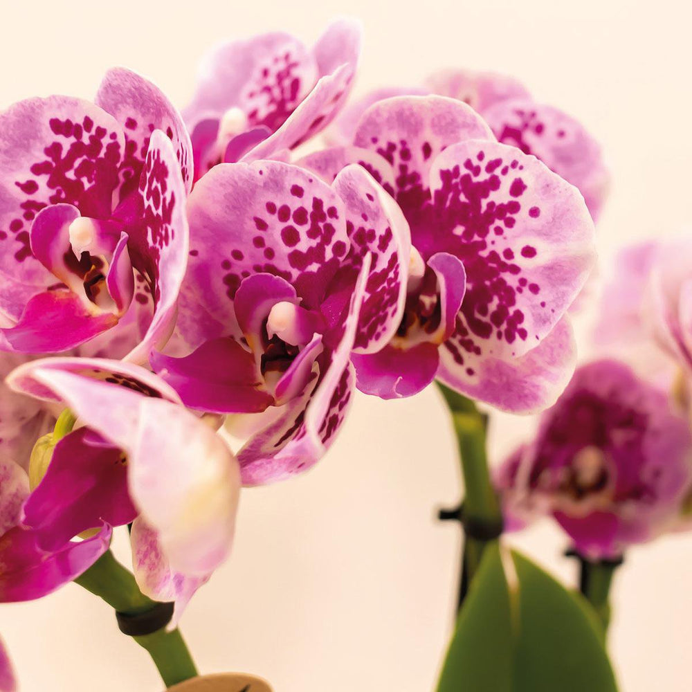 
                      
                        DEAL - KOMBI-ANGEBOT mit 4 rosa-lila Phalaenopsis-Orchideen - El Salvador - Topfgröße Ø9cm | blühende Zimmerpflanze – frisch vom Züchter
                      
                    