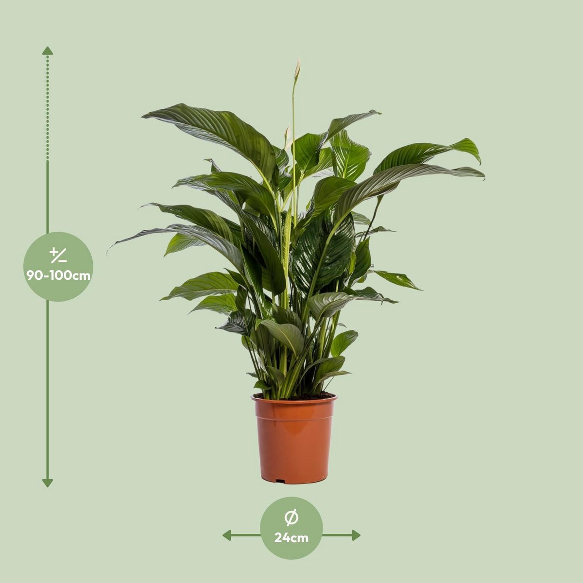Spathiphyllum 'Bellini' (Friedenslilie) – Ø24 cm, ↕100 cm