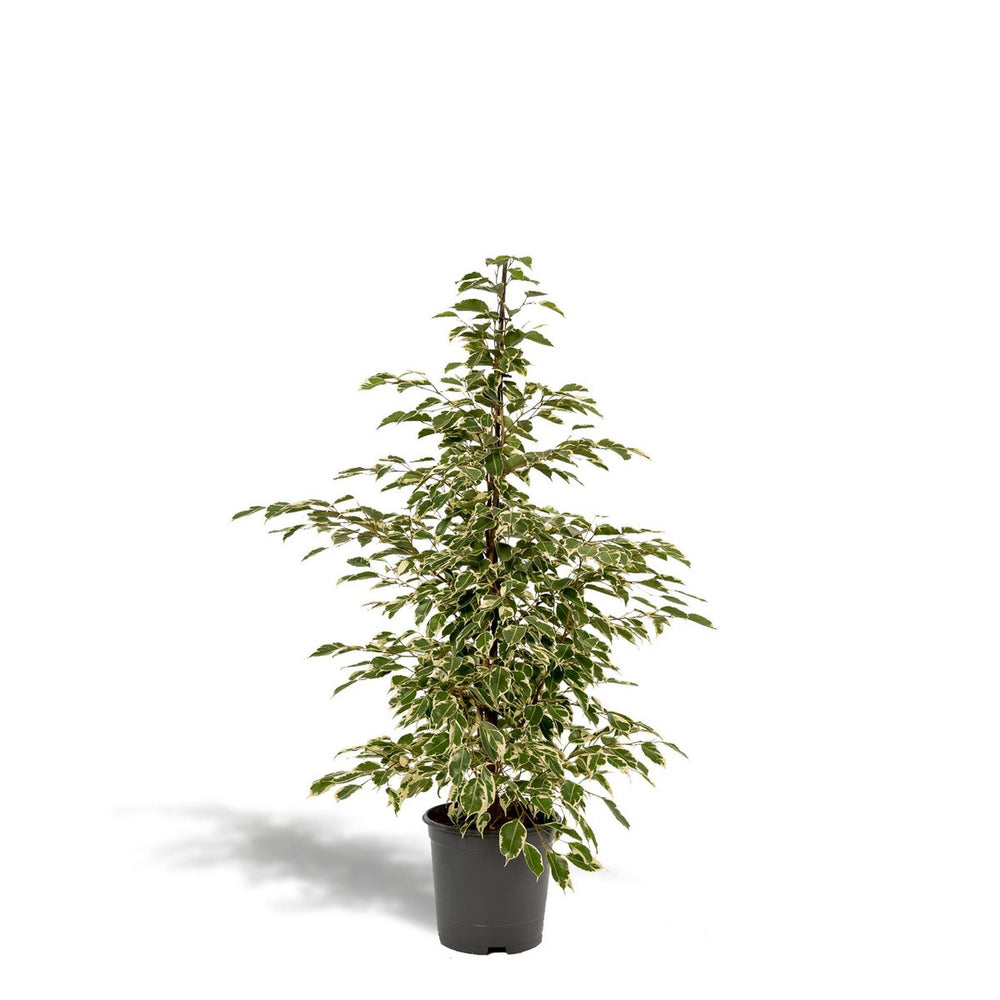 
                      
                        Ficus benjamina Twilight - Ø21cm - ↕95cm
                      
                    