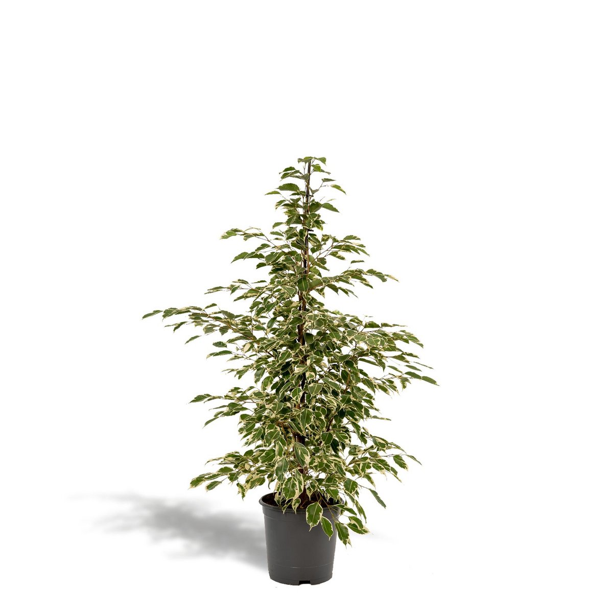 Ficus benjamina Twilight - Ø21cm - ↕95cm