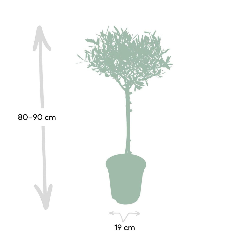 
                      
                        Olivenbaum- Olivenbaum Hochstamm, Ø19cm - ↕90cm
                      
                    