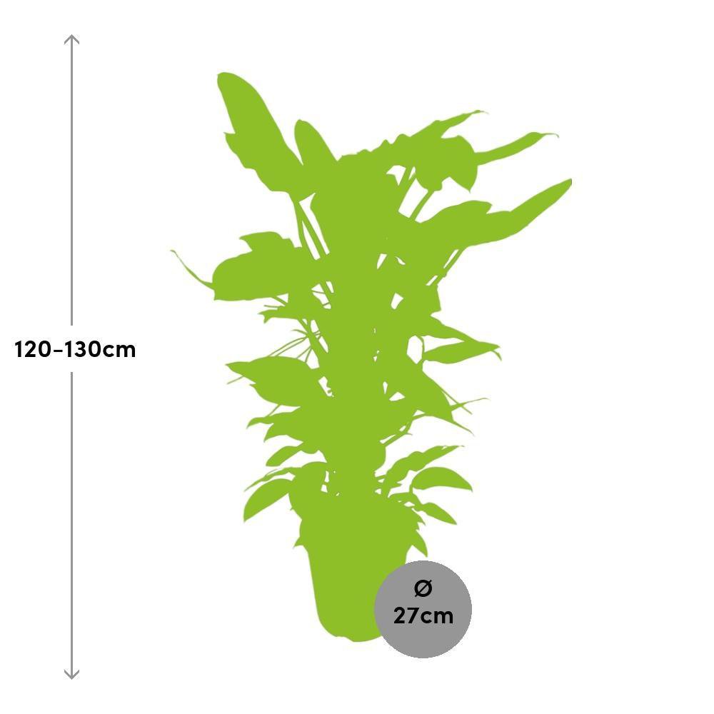 
                      
                        Philodendron Hastatum - Ø27cm - ↕130cm
                      
                    